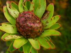 Leucadendron