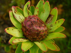 Leucadendron