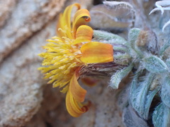 Heterotheca jonesii