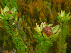 Leucadendron