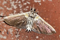 Apilocrocis novateutonialis