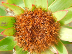 Leucadendron