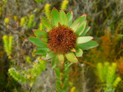 Leucadendron
