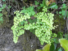 Adiantum poiretii