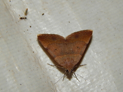 Plecopterodes moderata