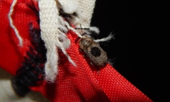 Pseudeuparius