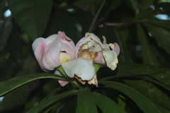 Gustavia poeppigiana