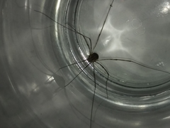 Phalangioidea