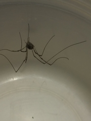 Phalangioidea