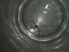 Phalangioidea