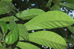 Gustavia poeppigiana