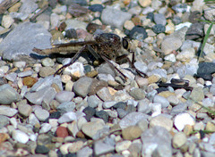 Proctacanthus milbertii