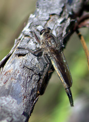 Proctacanthus milbertii