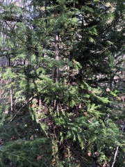 Abies balsamea image