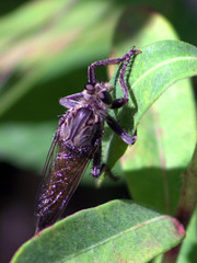 Proctacanthus milbertii