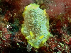 Doriopsilla areolata