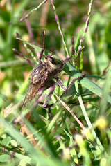 Proctacanthus milbertii