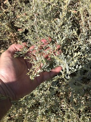 Atriplex amnicola