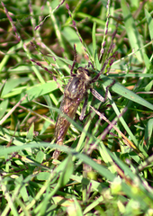 Proctacanthus milbertii