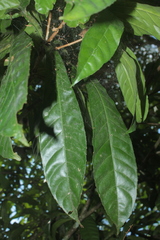 Gustavia poeppigiana