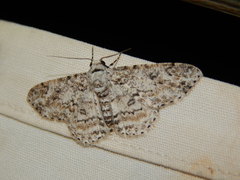 Ascotis reciprocaria