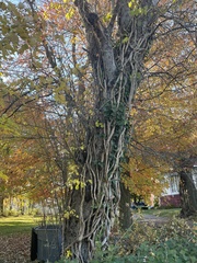 Magnoliopsida