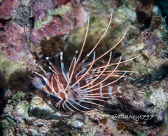 Pterois sphex
