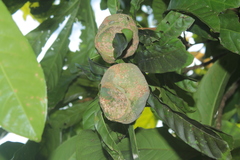 Gustavia poeppigiana