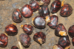 Gustavia poeppigiana