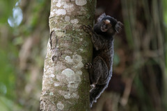 Callithrix jacchus × penicillata