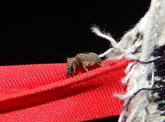Pseudeuparius