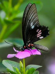 Parides neophilus