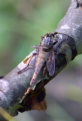 Proctacanthus milbertii