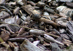 Proctacanthus milbertii