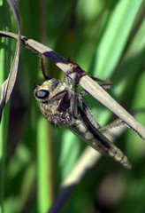 Proctacanthus milbertii