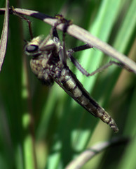 Proctacanthus milbertii