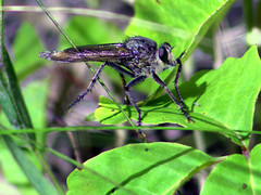 Proctacanthus milbertii