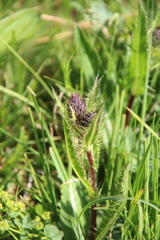 Cirsium simplex
