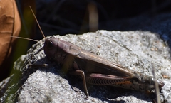 Melanoplus differentialis