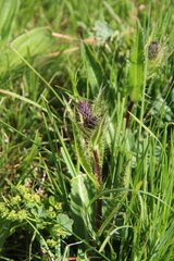 Cirsium simplex