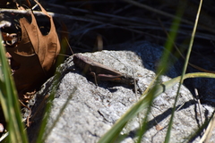 Melanoplus differentialis