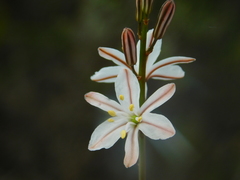 Trachyandra hirsutiflora