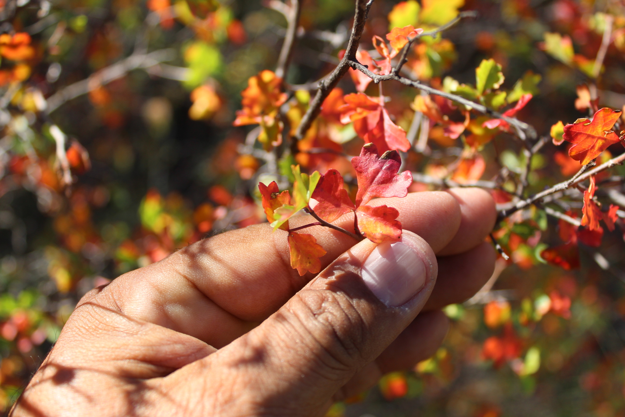 foglia di rhus aromatica