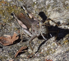 Melanoplus differentialis