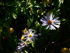 Symphyotrichum novi-belgii novi-belgii