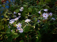 Symphyotrichum novi-belgii novi-belgii