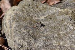 Melanoplus differentialis