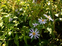 Symphyotrichum novi-belgii novi-belgii