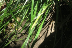 Carex phleoides