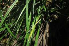 Carex phleoides